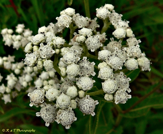 {Parthenium integrifolium}